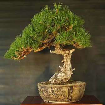 Pinus nigra - Austrian Pine Bonsai Seeds + FREE Gifts Seeds + Bonsai eBook - Combined Shipping