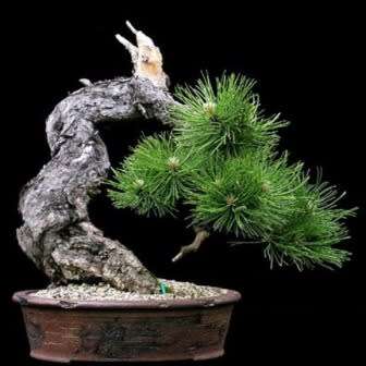 Pinus nigra - Austrian Pine Bonsai Seeds + FREE Gifts Seeds + Bonsai eBook - Combined Shipping