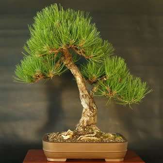 Pinus nigra - Austrian Pine Bonsai Seeds + FREE Gifts Seeds + Bonsai eBook - Combined Shipping