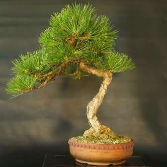 Pinus nigra - Austrian Pine Bonsai Seeds + FREE Gifts Seeds + Bonsai eBook - Combined Shipping