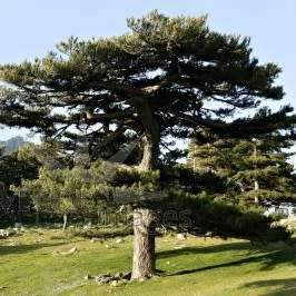 5 Pinus nigra Seeds - Austrian Pine - Evergreen Tree - Combined Shipping to ANYWHERE