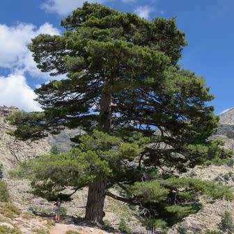 5 Pinus nigra Seeds - Austrian Pine - Evergreen Tree - Combined Shipping to ANYWHERE