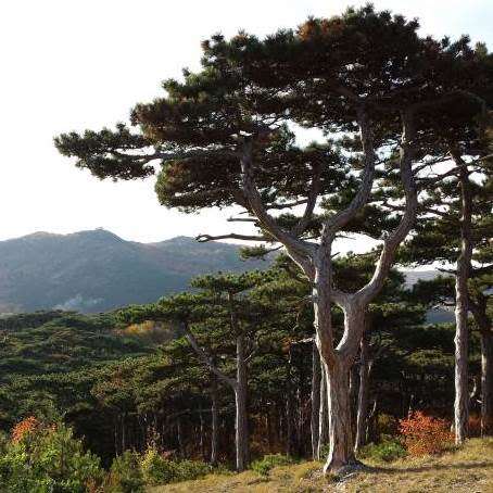 5 Pinus nigra Seeds - Austrian Pine - Evergreen Tree - Combined Shipping to ANYWHERE