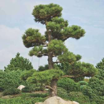 5 Pinus nigra Seeds - Austrian Pine - Evergreen Tree - Combined Shipping to ANYWHERE