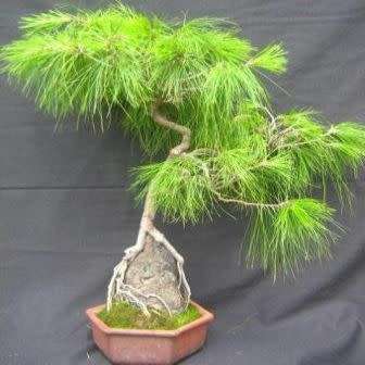 Pinus patula - Mexican Weeping Pine Bonsai Seeds + FREE Gifts Seeds + Bonsai eBook