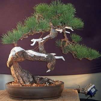 Pinus ponderosa - Ponderosa Pine Bonsai Seeds + FREE Gifts Seeds + Bonsai eBook