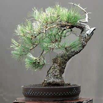 Pinus ponderosa - Ponderosa Pine Bonsai Seeds + FREE Gifts Seeds + Bonsai eBook
