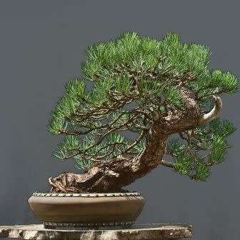 Pinus ponderosa - Ponderosa Pine Bonsai Seeds + FREE Gifts Seeds + Bonsai eBook