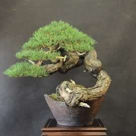Pinus sylvestris - Scots Pine Bonsai Seeds + FREE Gifts Seeds + Bonsai eBook