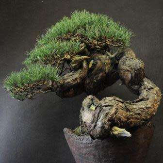 Pinus sylvestris - Scots Pine Bonsai Seeds + FREE Gifts Seeds + Bonsai eBook