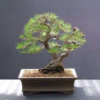 Pinus sylvestris - Scots Pine Bonsai Seeds + FREE Gifts Seeds + Bonsai eBook