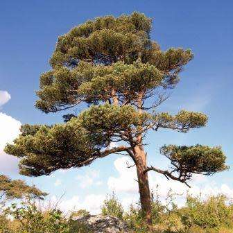 Pinus sylvestris - 5 Seeds - Scots Pine, Red Fir Tree or Shrub - Combined Shipping