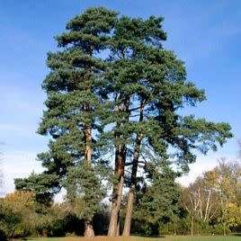Pinus sylvestris - 5 Seeds - Scots Pine, Red Fir Tree or Shrub - Combined Shipping