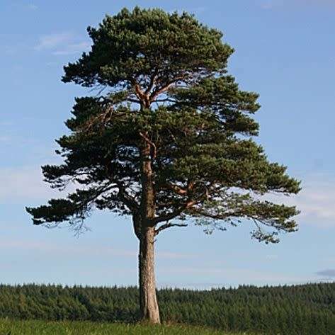 Pinus sylvestris - 5 Seeds - Scots Pine, Red Fir Tree or Shrub - Combined Shipping