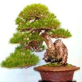 Pinus thunbergii - Black Pine Bonsai Seeds + FREE Gifts Seeds + Bonsai eBook - Combined Shipping