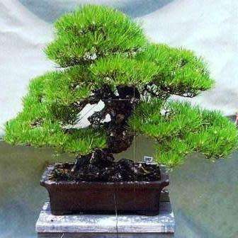 Pinus thunbergii - Black Pine Bonsai Seeds + FREE Gifts Seeds + Bonsai eBook - Combined Shipping