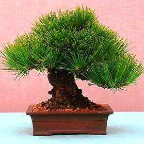 Pinus thunbergii - Black Pine Bonsai Seeds + FREE Gifts Seeds + Bonsai eBook - Combined Shipping