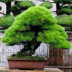 Pinus thunbergii - Black Pine Bonsai Seeds + FREE Gifts Seeds + Bonsai eBook - Combined Shipping