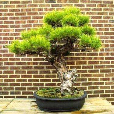 Pinus thunbergii - Black Pine Bonsai Seeds + FREE Gifts Seeds + Bonsai eBook - Combined Shipping