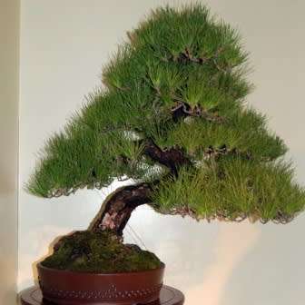 Pinus thunbergii - Black Pine Bonsai Seeds + FREE Gifts Seeds + Bonsai eBook - Combined Shipping