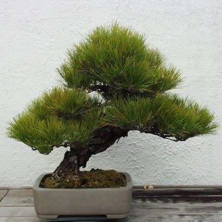 Pinus thunbergii - Black Pine Bonsai Seeds + FREE Gifts Seeds + Bonsai eBook - Combined Shipping
