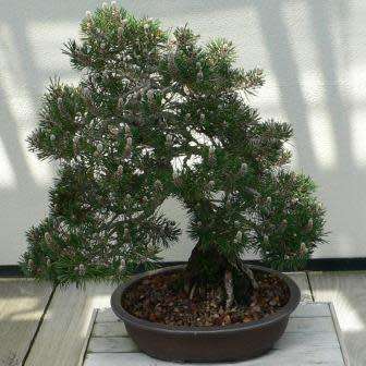 Pinus thunbergii - Black Pine Bonsai Seeds + FREE Gifts Seeds + Bonsai eBook - Combined Shipping