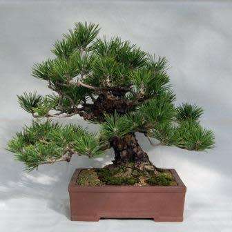 Pinus thunbergii - Black Pine Bonsai Seeds + FREE Gifts Seeds + Bonsai eBook - Combined Shipping