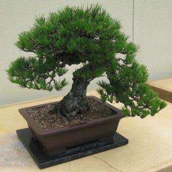 Pinus thunbergii - Black Pine Bonsai Seeds + FREE Gifts Seeds + Bonsai eBook - Combined Shipping