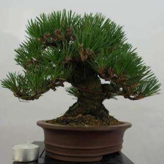 Pinus thunbergii - Black Pine Bonsai Seeds + FREE Gifts Seeds + Bonsai eBook - Combined Shipping