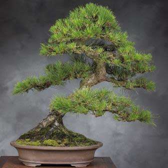 Pinus thunbergii - Black Pine Bonsai Seeds + FREE Gifts Seeds + Bonsai eBook - Combined Shipping