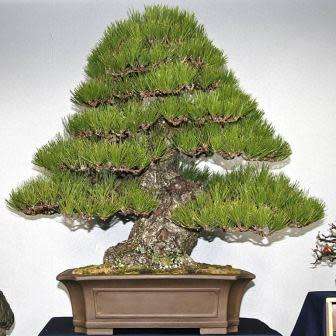 Pinus thunbergii - Black Pine Bonsai Seeds + FREE Gifts Seeds + Bonsai eBook - Combined Shipping