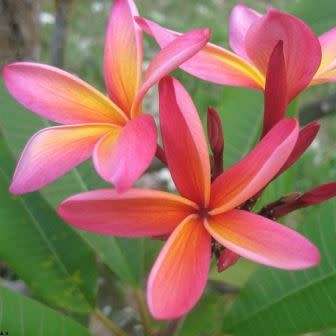 Plumeria rubra Seeds - Red Frangipani - Combined Global Shipping