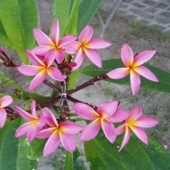 Plumeria rubra Seeds - Red Frangipani - Combined Global Shipping