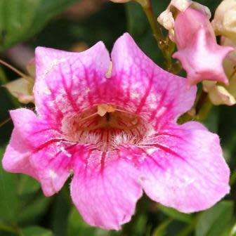 Podranea ricasoliana Seeds - Port St. Johns Creeper - Indigenous Perennial Climber Vine