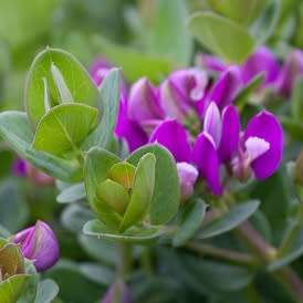 Polygala virgata -  Purple Broom - 5 Seed Pack - Indigenous Evergreen Cut Flower Shrub