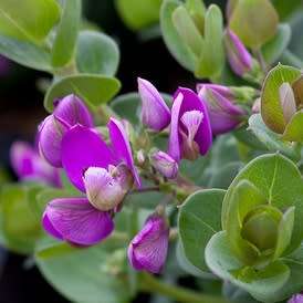Polygala virgata -  Purple Broom - 5 Seed Pack - Indigenous Evergreen Cut Flower Shrub