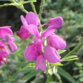 Polygala virgata -  Purple Broom - 5 Seed Pack - Indigenous Evergreen Cut Flower Shrub