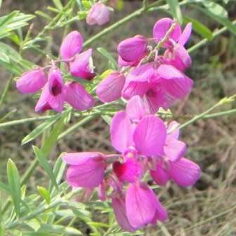 Polygala virgata -  Purple Broom - 5 Seed Pack - Indigenous Evergreen Cut Flower Shrub