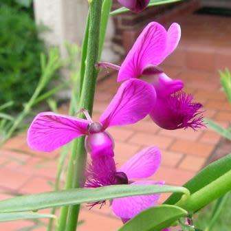 Polygala virgata -  Purple Broom - 5 Seed Pack - Indigenous Evergreen Cut Flower Shrub