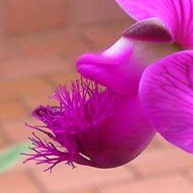 Polygala virgata -  Purple Broom - 5 Seed Pack - Indigenous Evergreen Cut Flower Shrub