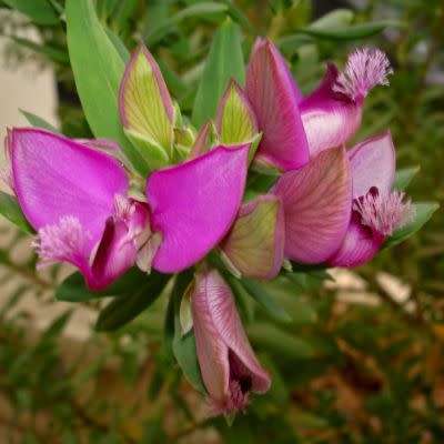 Polygala virgata -  Purple Broom - 5 Seed Pack - Indigenous Evergreen Cut Flower Shrub