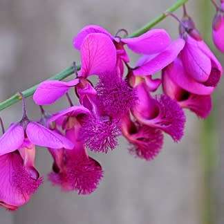 Polygala virgata -  Purple Broom - 5 Seed Pack - Indigenous Evergreen Cut Flower Shrub