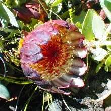 3 Protea amplexicaulis Seeds From Africa - Worldwide Delivery + Get Free Seeds with ALL orders!