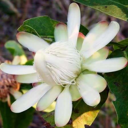 Protea angolensis Seeds - Angolan Protea, Beautiful Cut Flower Exotic Shrub