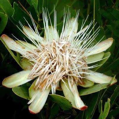 Protea angolensis Seeds - Angolan Protea, Beautiful Cut Flower Exotic Shrub