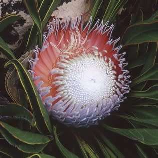 Protea cryophila Seeds - Indigenous Endemic Cut Flower Fynbos Shrub - Combined Global Shipping
