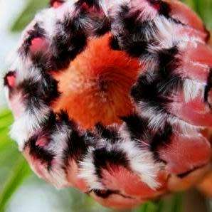 5 Protea lepidocarpodendron Seeds - Indigenous Endemic Cut Flower Fynbos Shrub