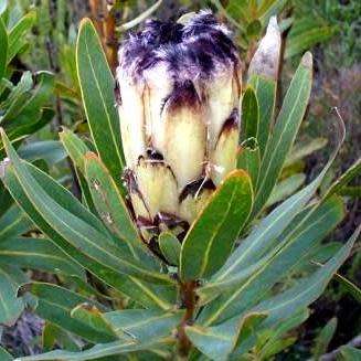 5 Protea lepidocarpodendron Seeds - Indigenous Endemic Cut Flower Fynbos Shrub
