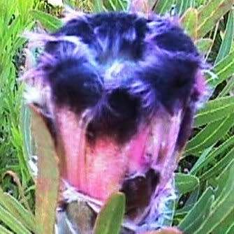 5 Protea lepidocarpodendron Seeds - Indigenous Endemic Cut Flower Fynbos Shrub