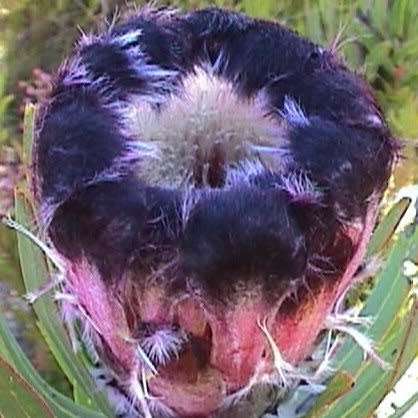 5 Protea lepidocarpodendron Seeds - Indigenous Endemic Cut Flower Fynbos Shrub